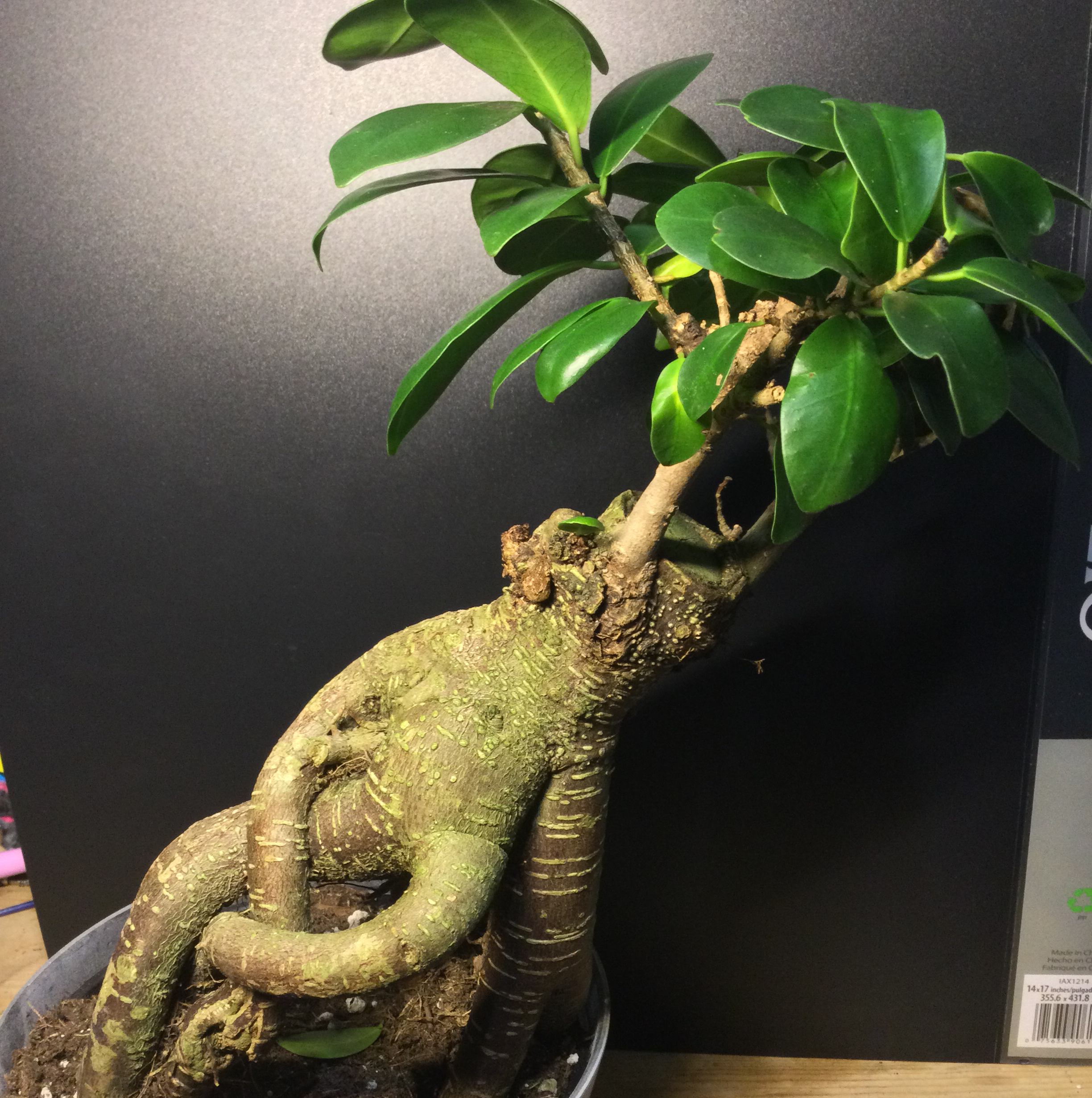 Ficus Bonsai plant with a thick, twisted trunk and healthy green leaves in a pot.