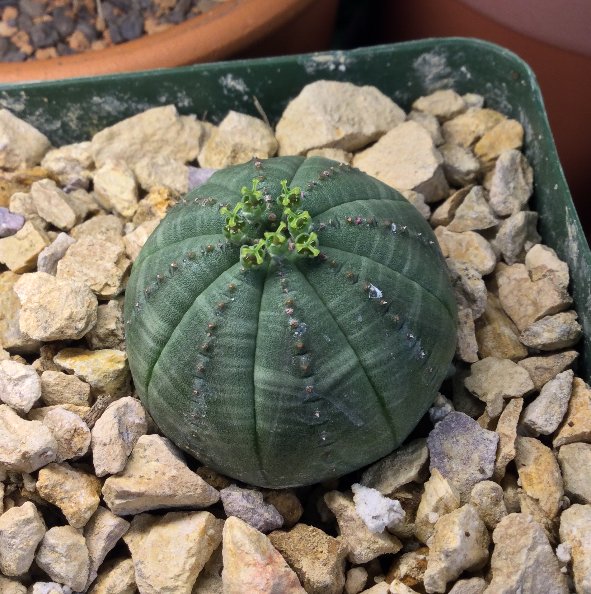 Baseball Plant (Euphorbia obesa) in a pot with rocky soil, healthy and well-focused.