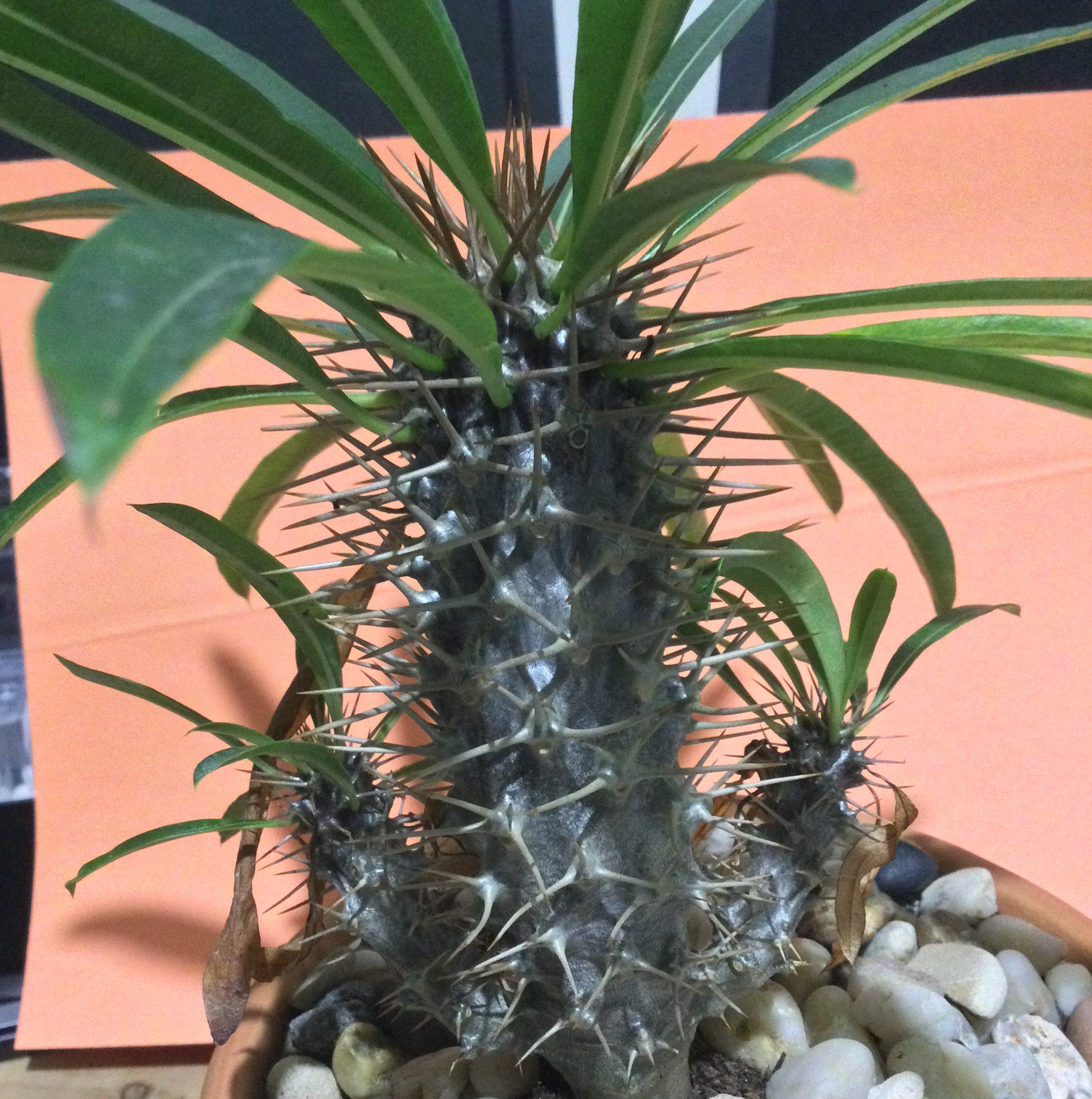 Madagascar Palm plant photo by @SirLiquorice named Maddy on Greg, the plant care app.