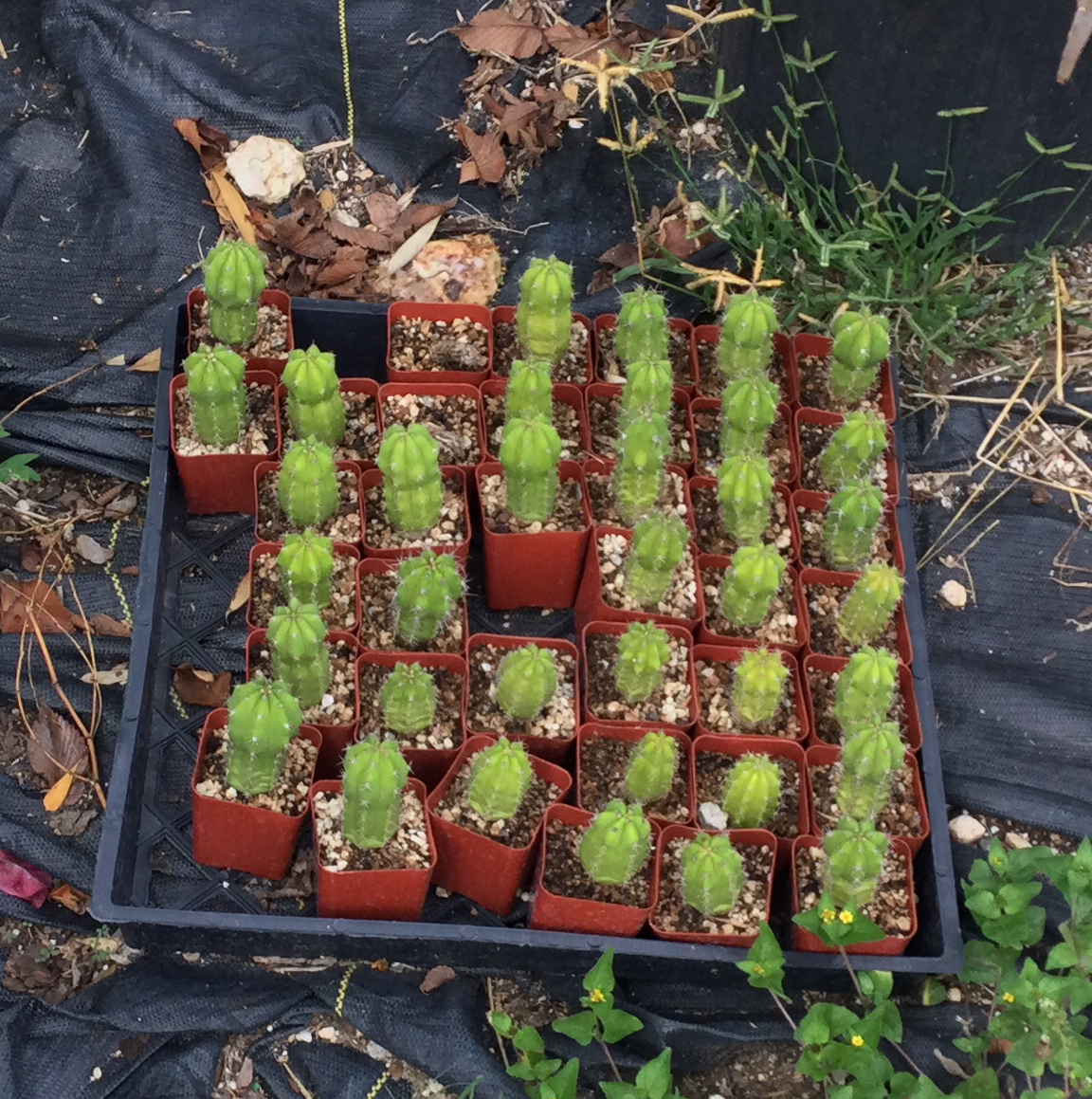 San Pedro Cactus plant photo by @SirLiquorice named Baby pedro on Greg, the plant care app.