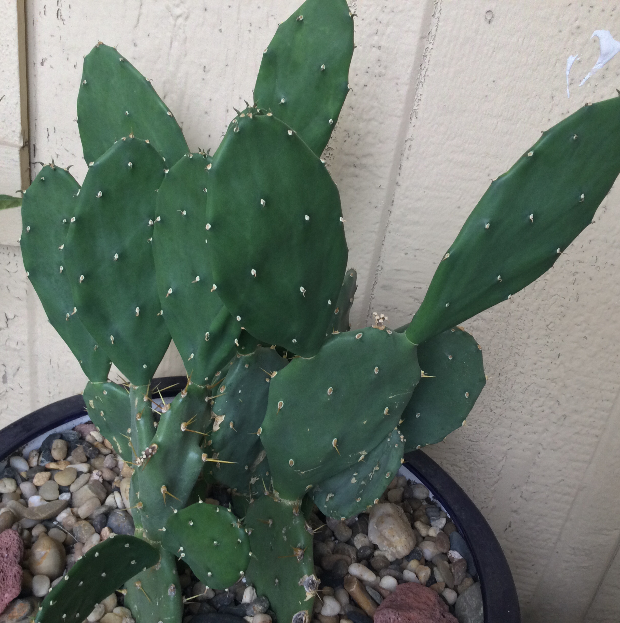 Barbary Fig plant photo by @SirLiquorice named Tex on Greg, the plant care app.