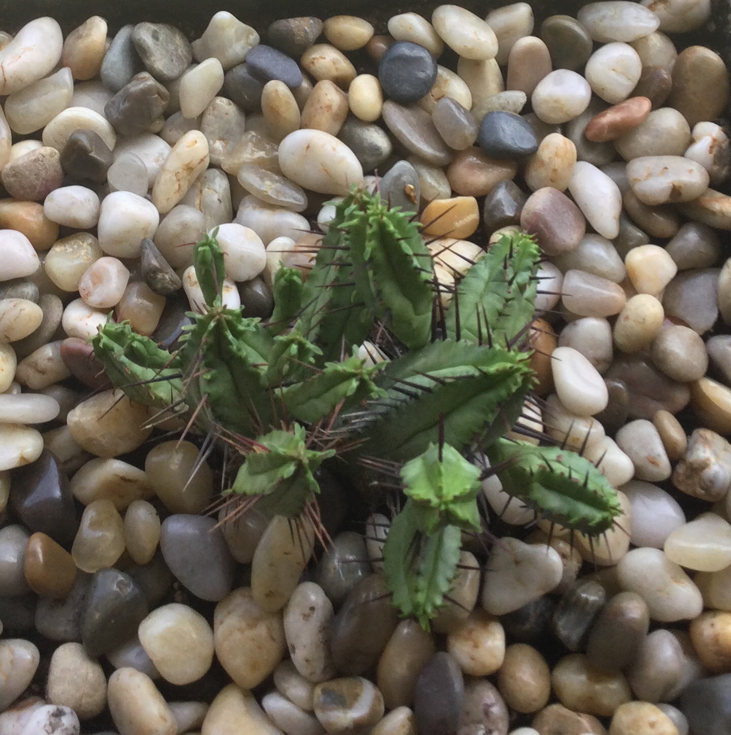 Euphorbia heptagona plant photo by @SirLiquorice named Spike on Greg, the plant care app.