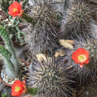 Scarlet Hedgehog Cactus plant in Somewhere on Earth