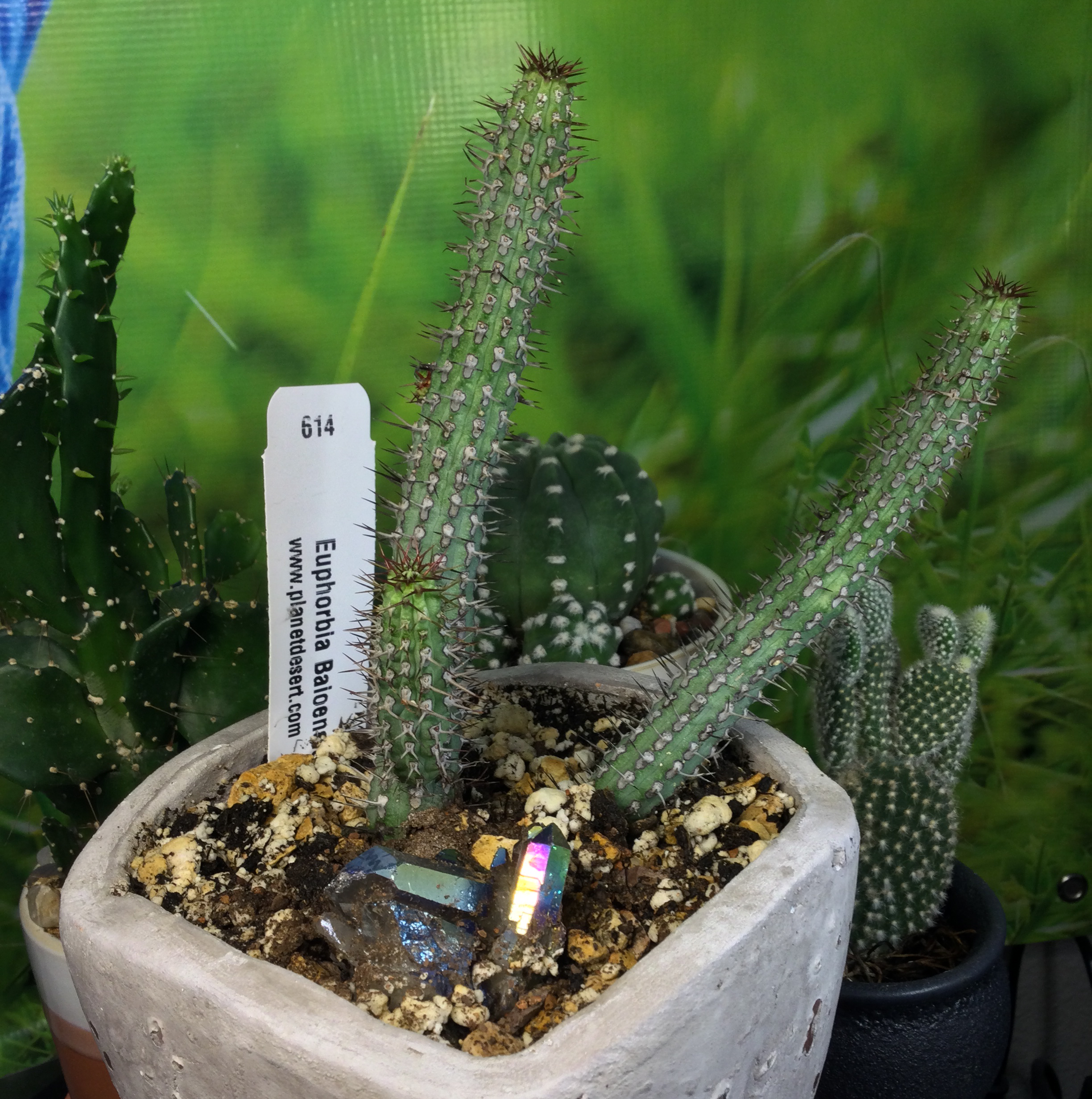 Photo of the plant species Euphorbia baioensis by @SirLiquorice named Scott Baio on Greg, the plant care app