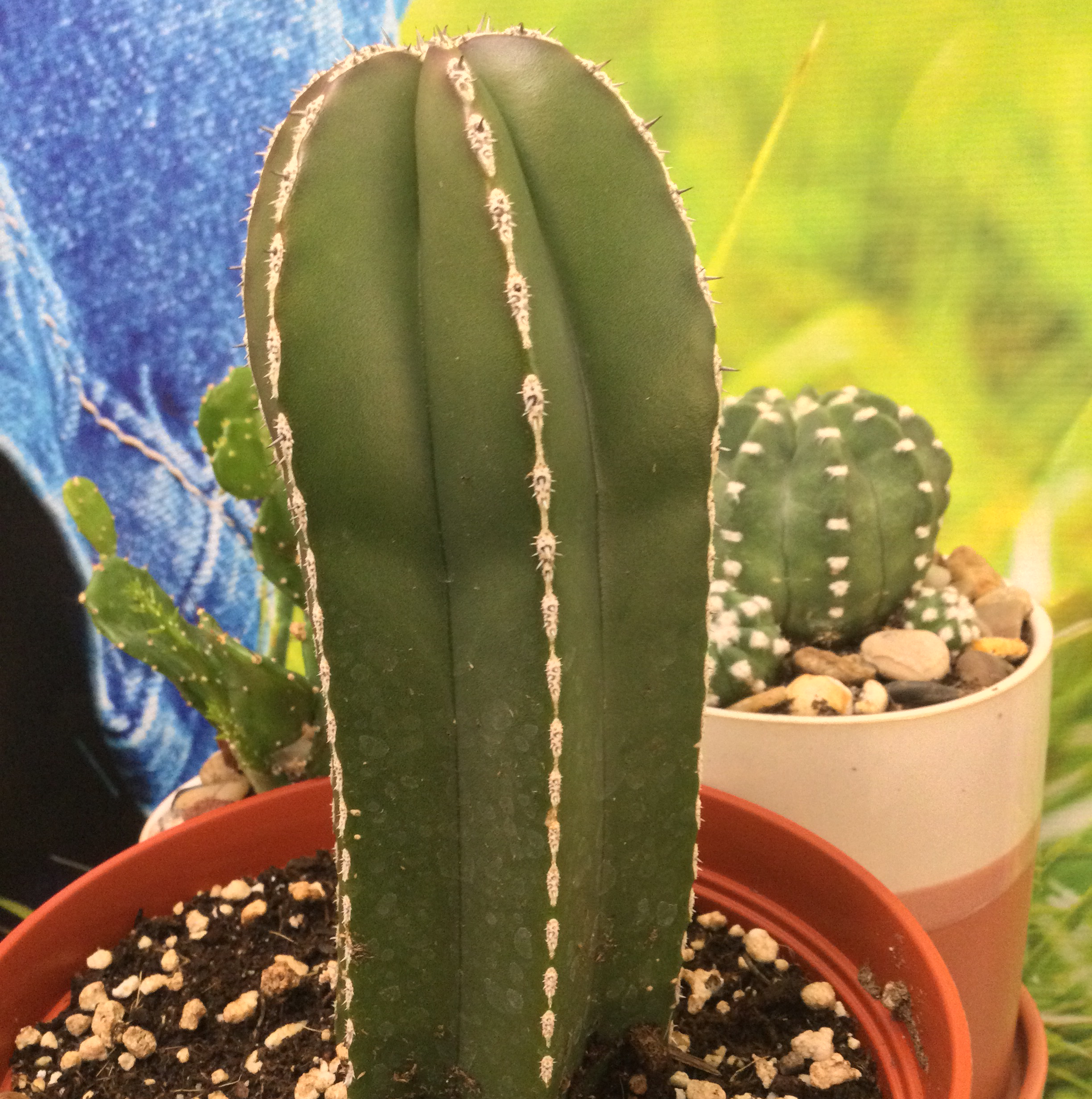 Mexican Fence Post Cactus plant photo by @SirLiquorice named Fence post on Greg, the plant care app.