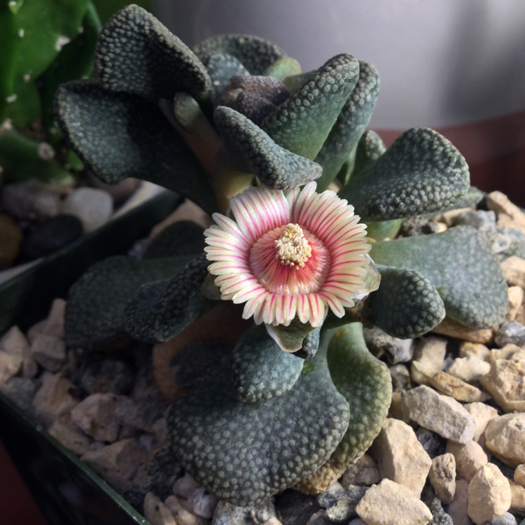 Photo of the plant species Aloinopsis rosulata by @SirLiquorice named Allie on Greg, the plant care app