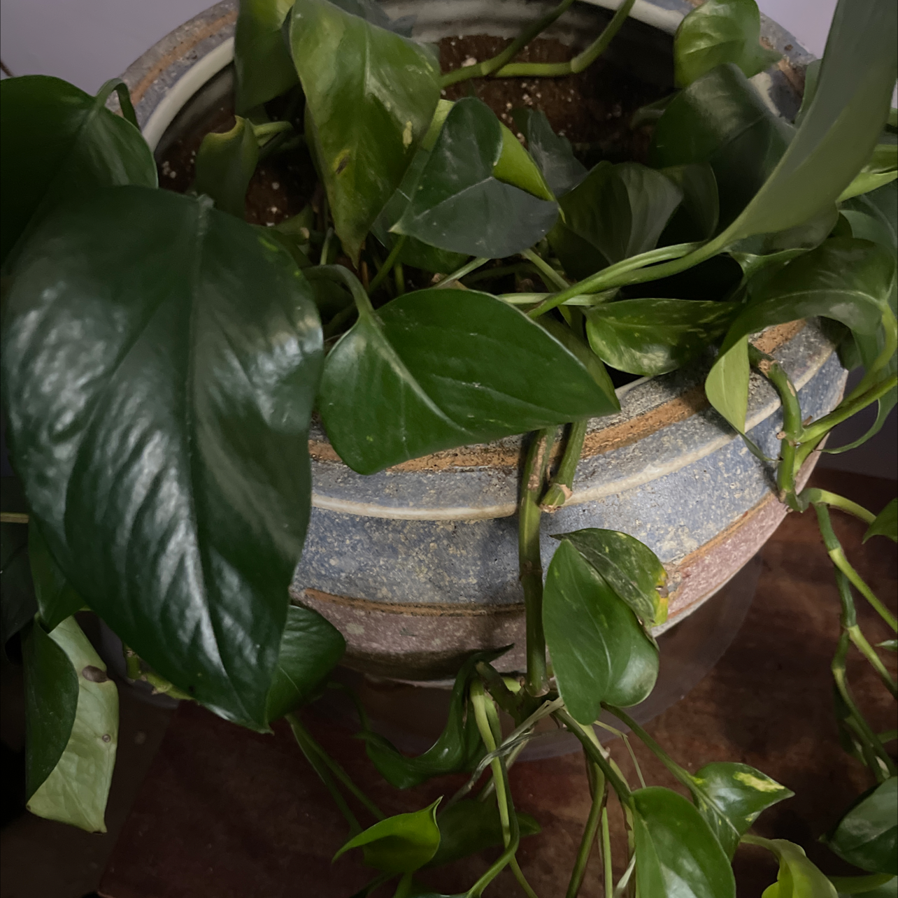 Taro Vine plant photo by @WelefulOnion named Your plant on Greg, the plant care app.