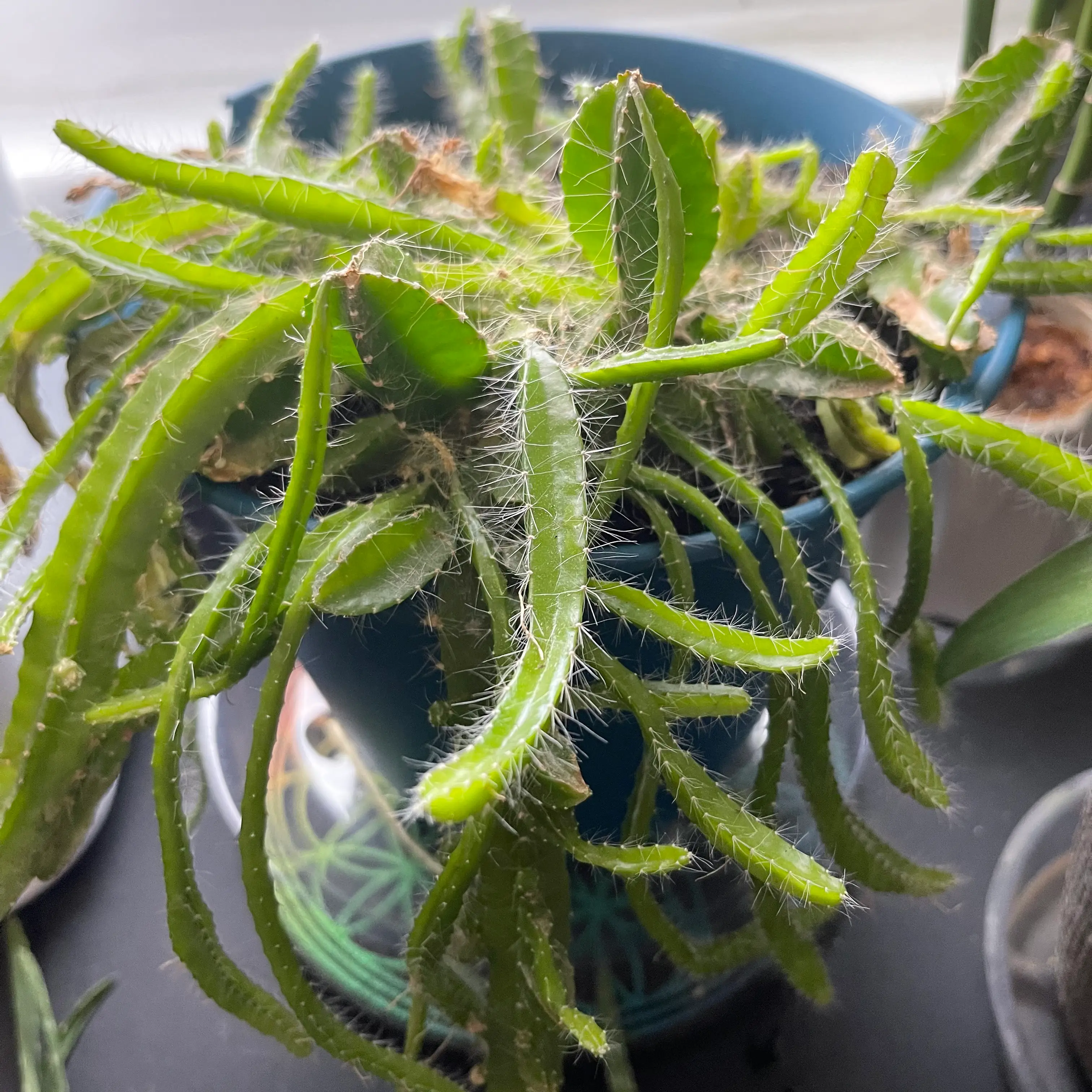 🐶 How to Get a Dog Tail Cactus to Bloom