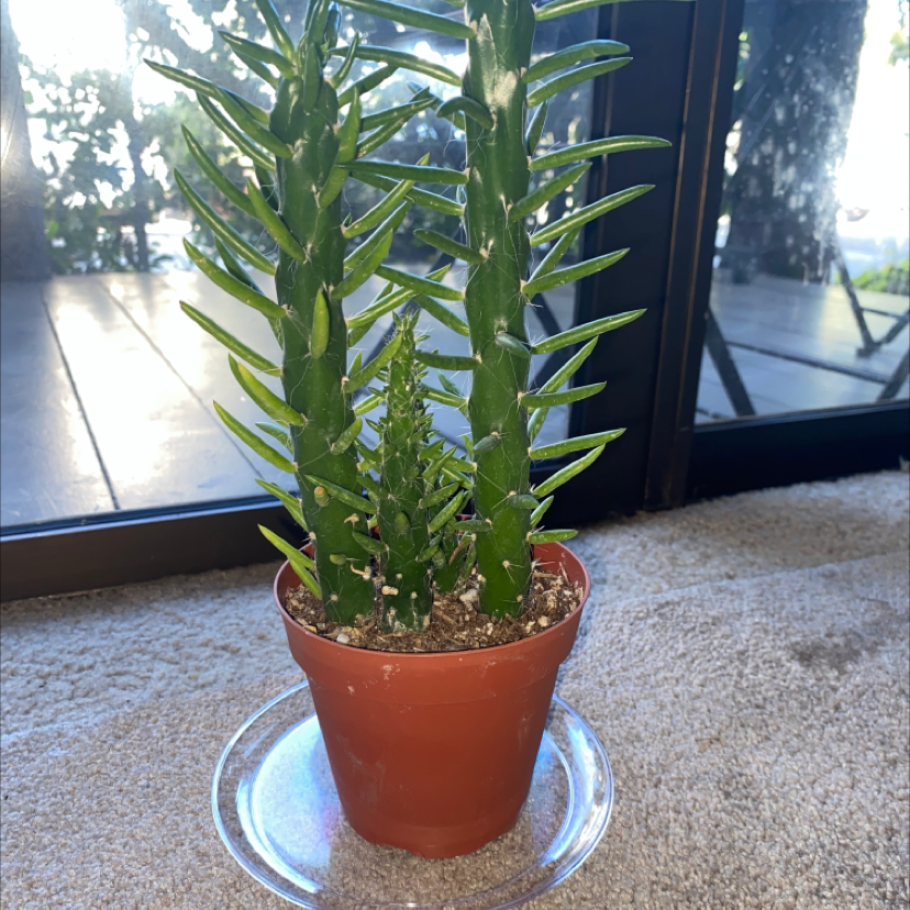 Potted Eve's Needle Cactus on a clear saucer, placed indoors near a window.