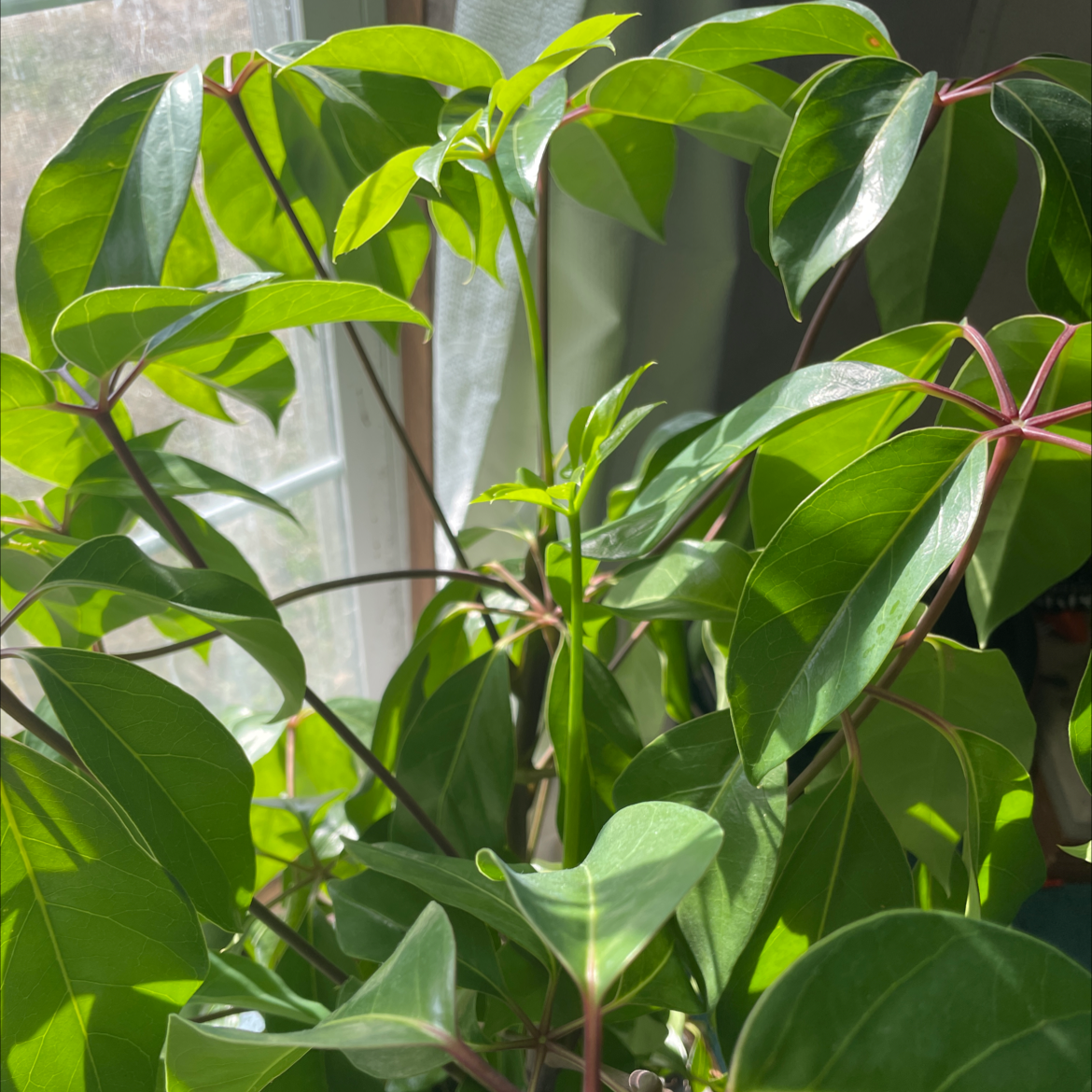 Photo of the plant species Umbrella Tree by @blakesplants named Your plant on Greg, the plant care app