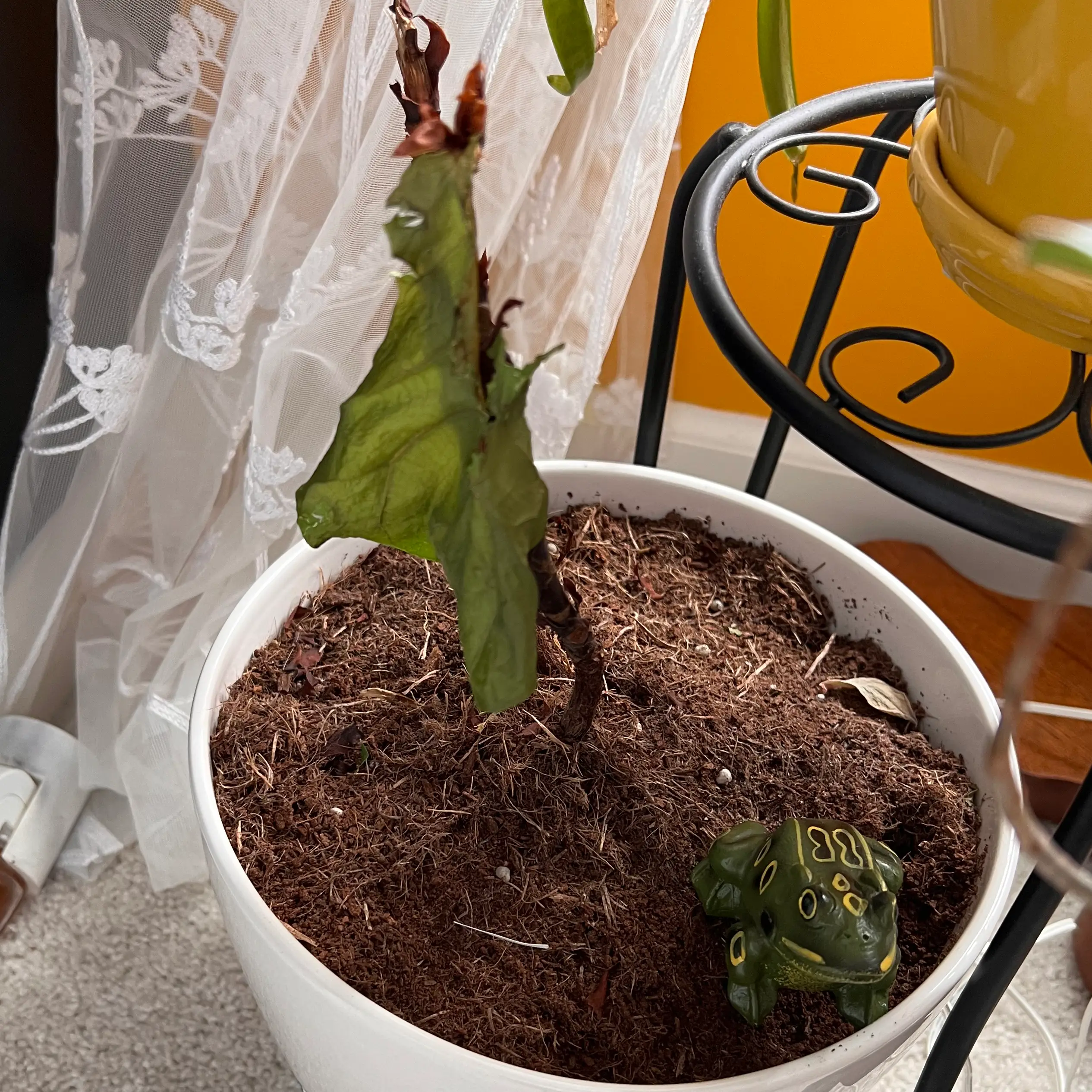 Fiddle Leaf Fig plant photo by @jadedtara named Figgy on Greg, the plant care app.