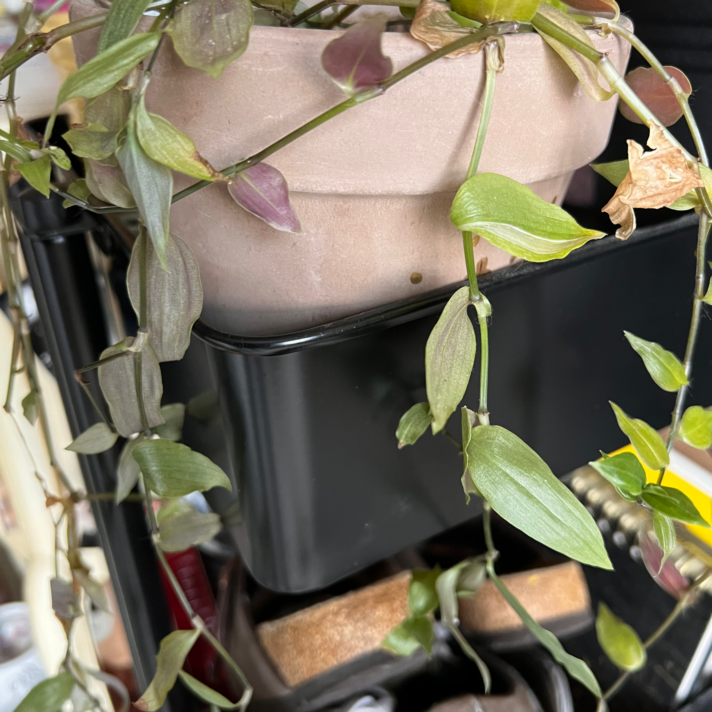 Tradescantia Zebrina plant photo by @jadedtara named Gypsy on Greg, the plant care app.