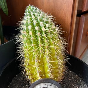 Golden Barrel Cactus plant photo by @jadedtara named Rosie on Greg, the plant care app.