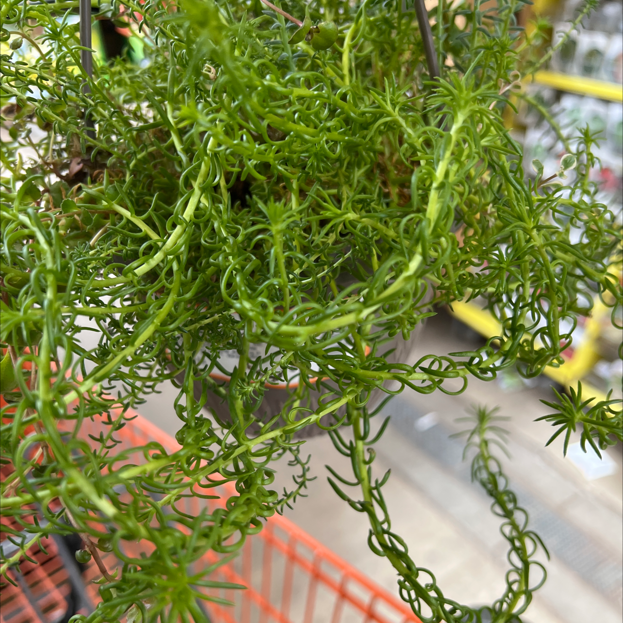 Corkscrew Willow plant with twisted branches and vibrant green foliage.