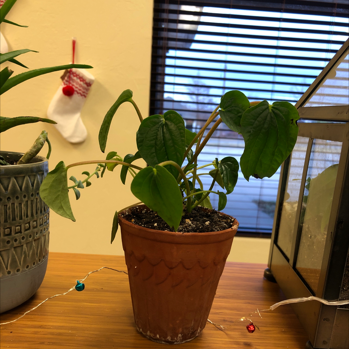 Rana Verde Peperomia plant in a pot, placed on a wooden surface near a window.