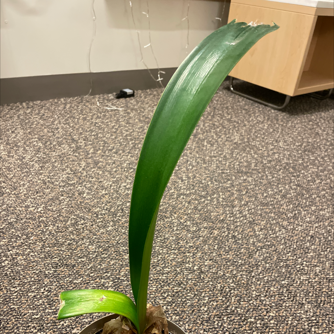 Single green leaf of a Barbosa Lily in a pot, indoor setting with carpeted floor.