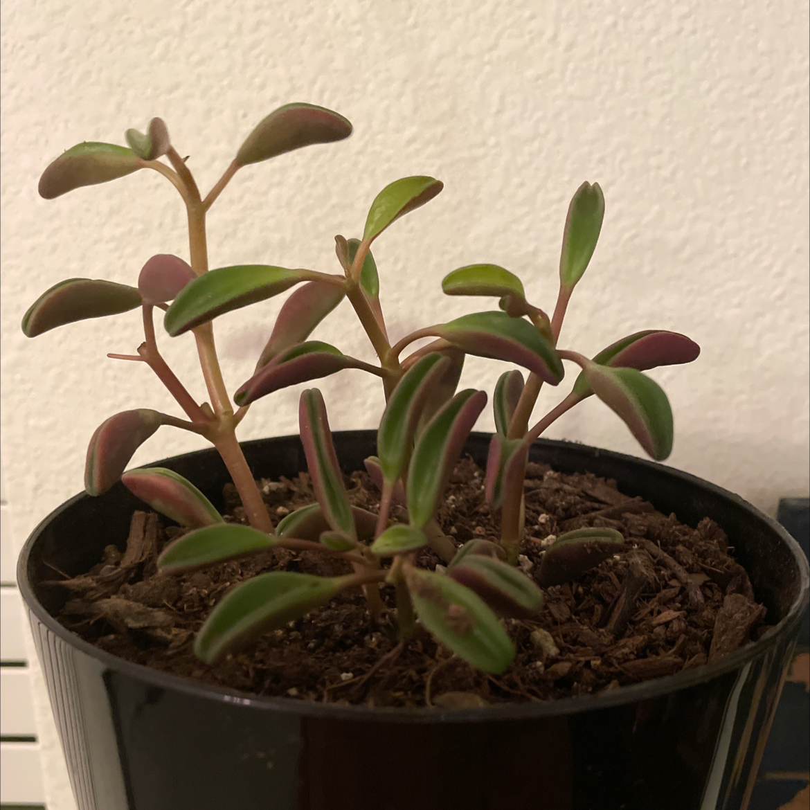 Peperomia graveolens 'Ruby Glow' plant in a black pot with visible soil.