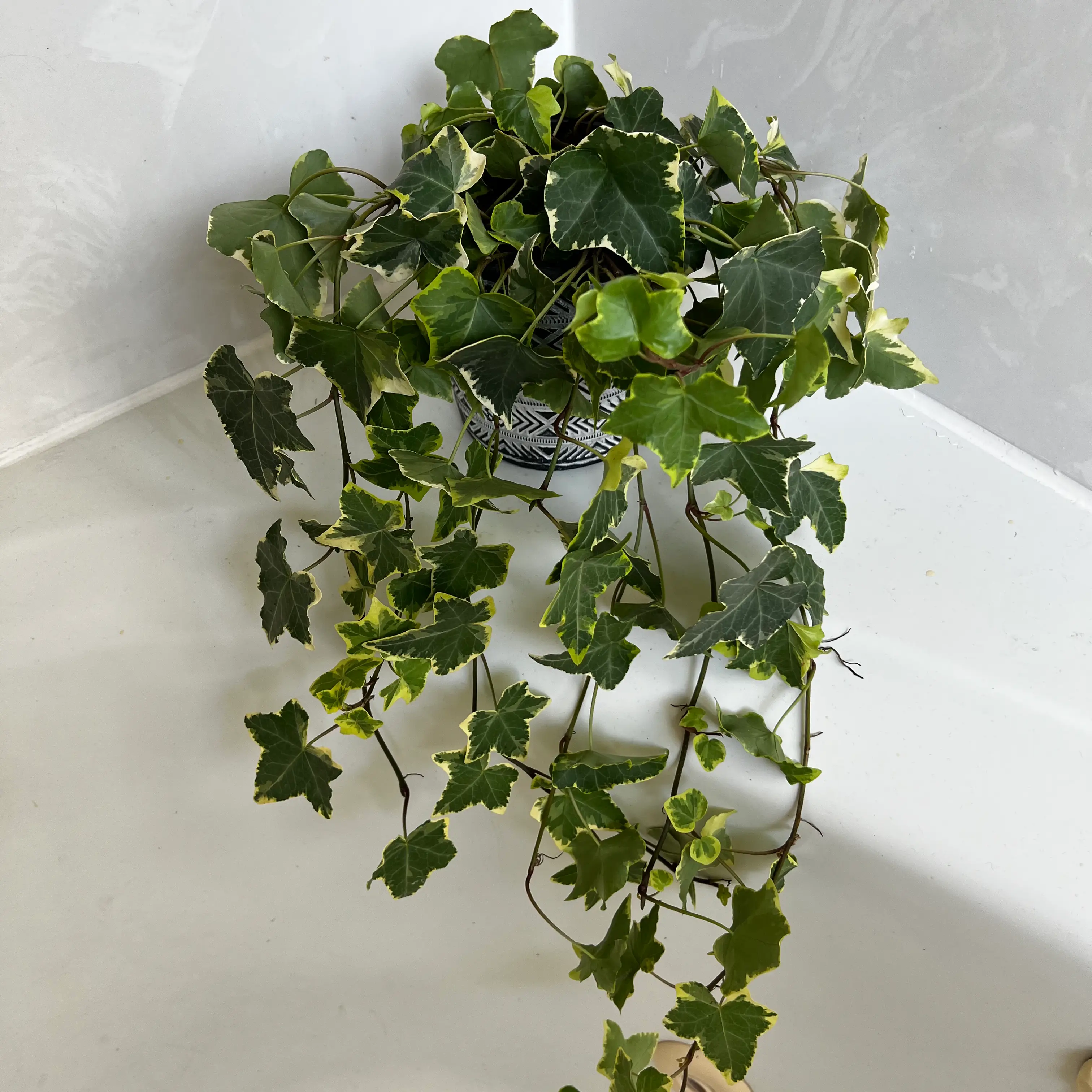 Variegated ivy plant with trailing vines in a pot on a white surface.