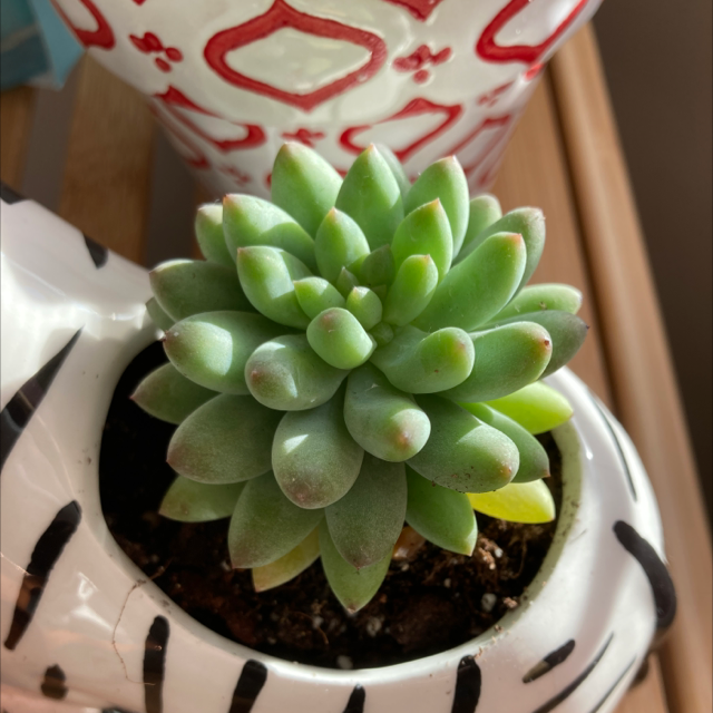 Photo of the plant species sedeveria variegated by @RegalLlavea named Dax on Greg, the plant care app