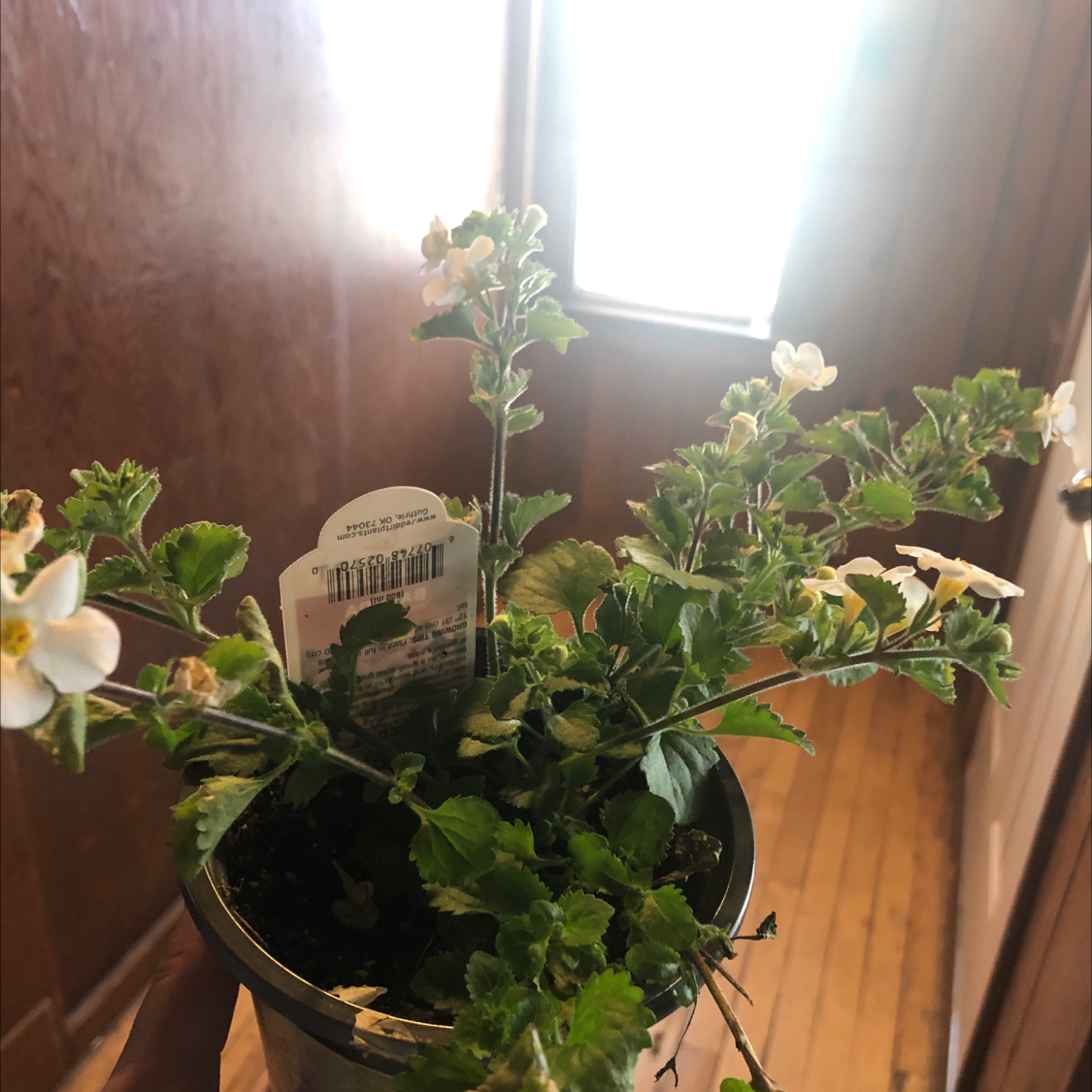 Bacopa plant in a pot with white flowers, held by a hand indoors.