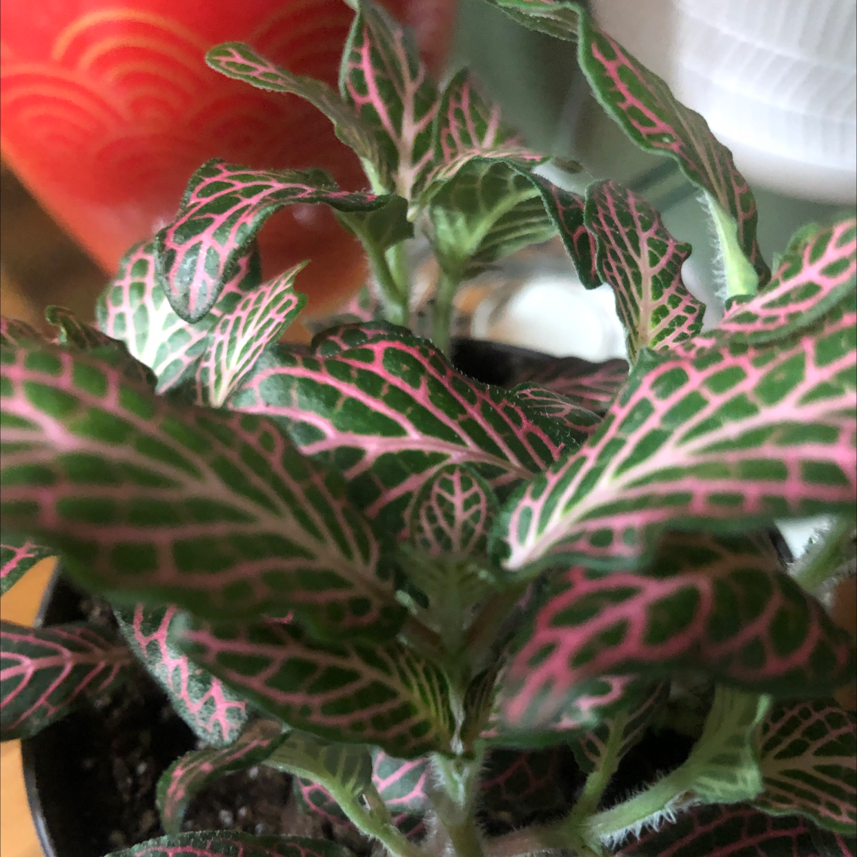 Photo of the plant species Fittonia Grey Sensation by @Severine named Pinkish on Greg, the plant care app