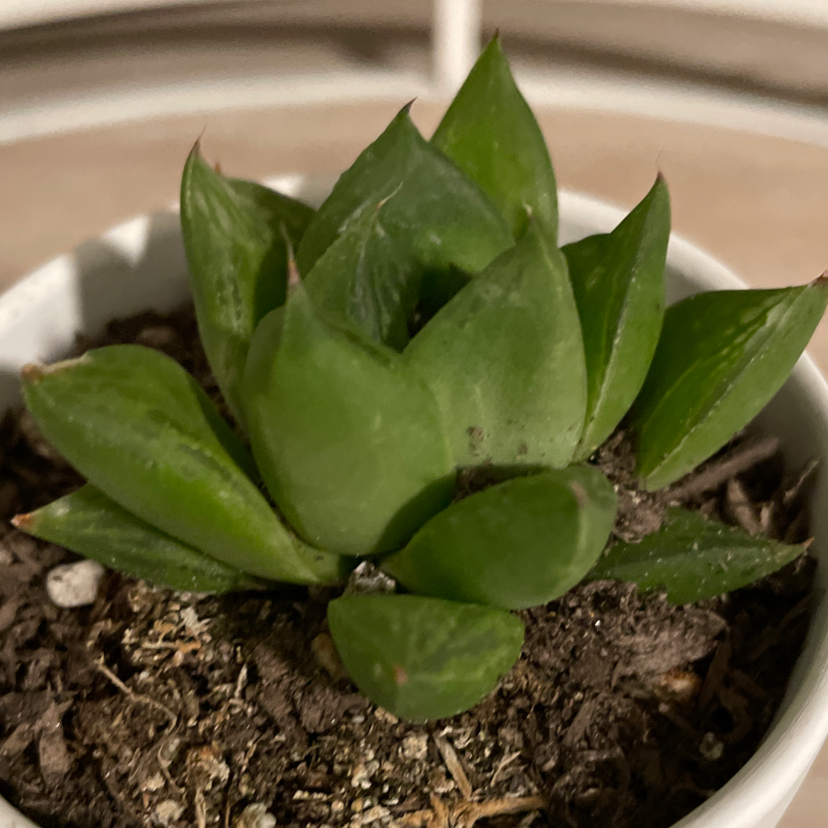 Star Cactus plant in a white pot with visible soil, appearing healthy with green leaves.