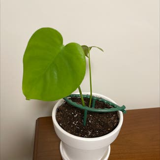 Heartleaf Philodendron plant in Mesa, Arizona