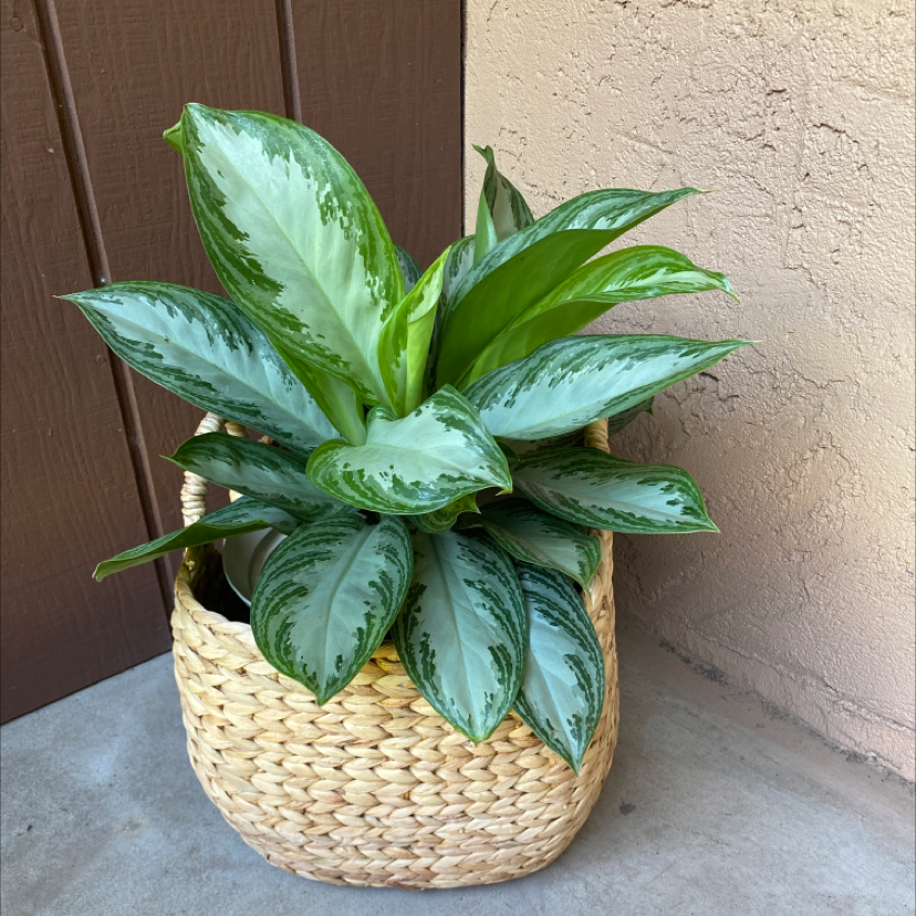 Healthy Aglaonema 'Silver Bay' plant in a woven basket.