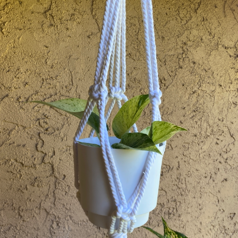 Snow Queen Pothos plant in a white hanging pot with a macrame hanger, showing some yellowing leaves.