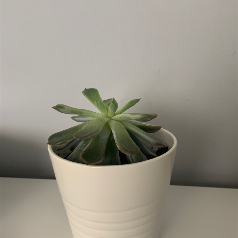 Lipstick Echeveria plant photo by @zuzannaa named Orwell on Greg, the plant care app.