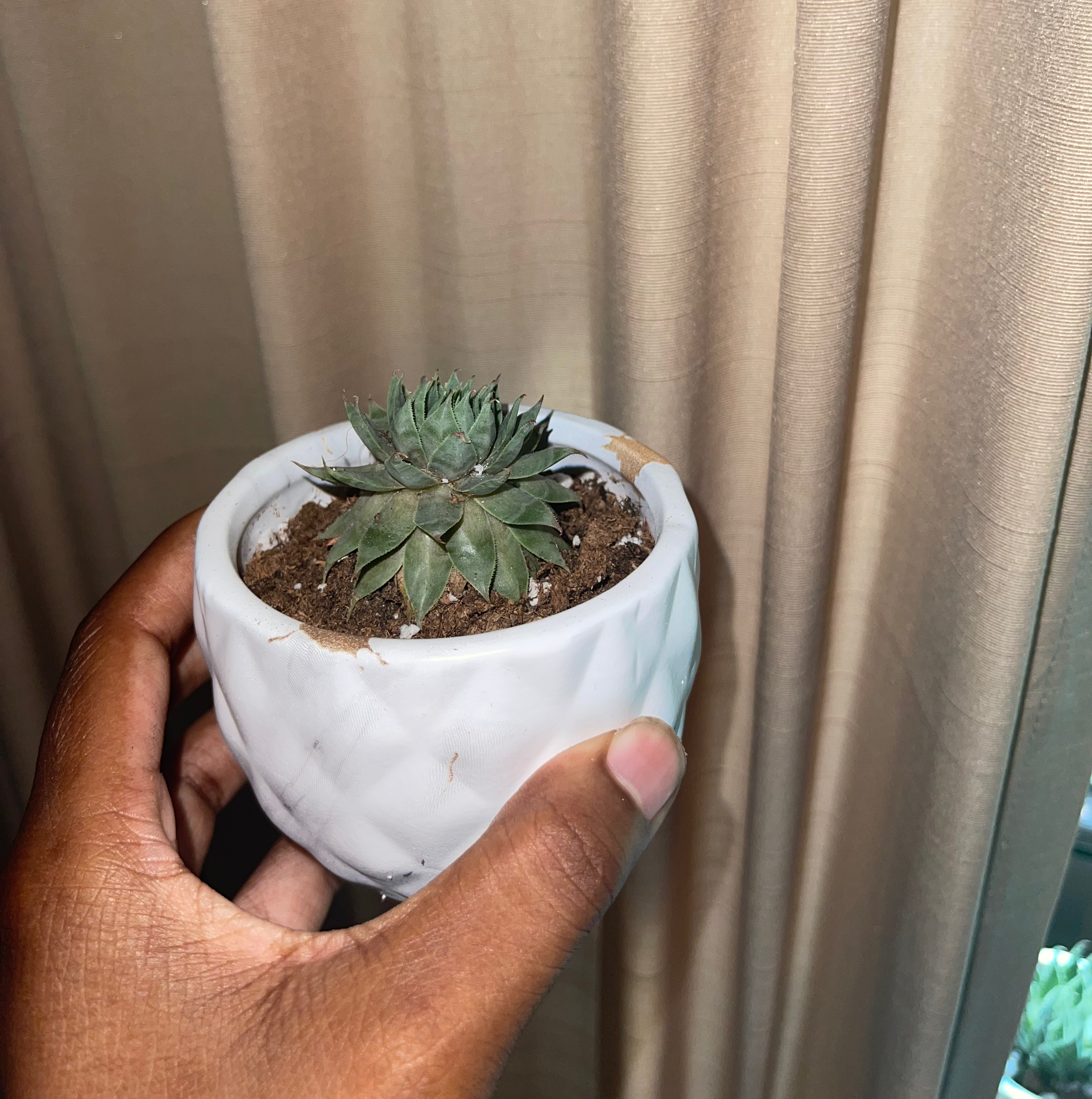 Photo of the plant species Giant Hens and Chicks by @Alicia named Rose on Greg, the plant care app