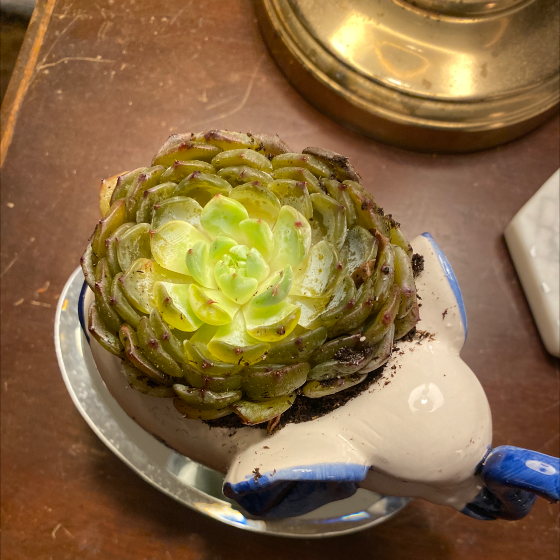 Miniature Echeveria plant in a decorative pot with some minor brown spots on outer leaves.