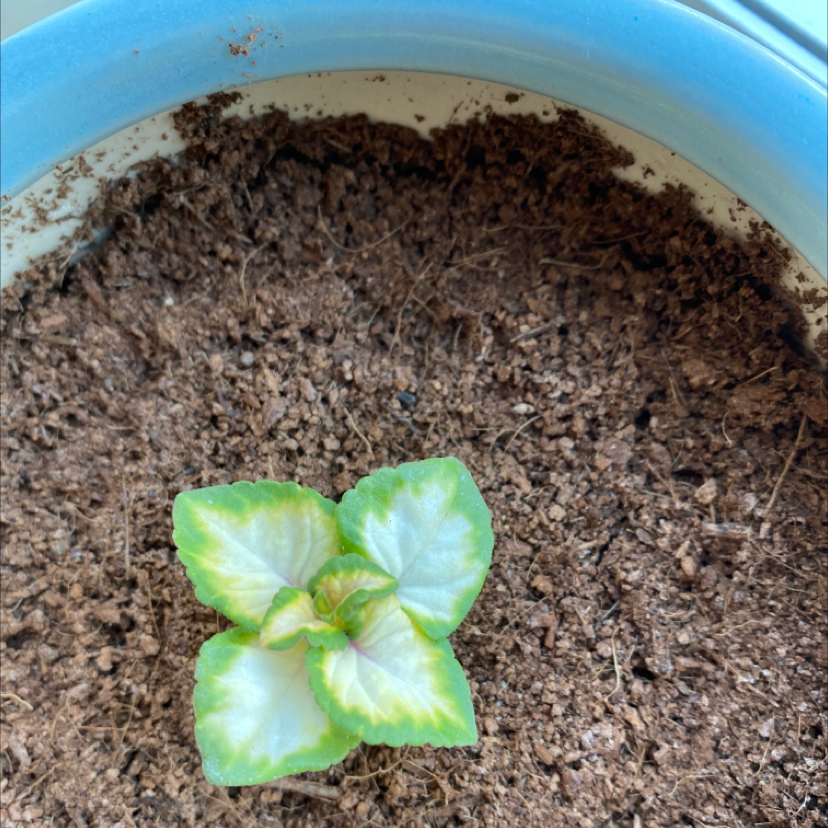 Photo of the plant species Coleus 'Wizard Golden' by @GuruKaro named Coleus on Greg, the plant care app