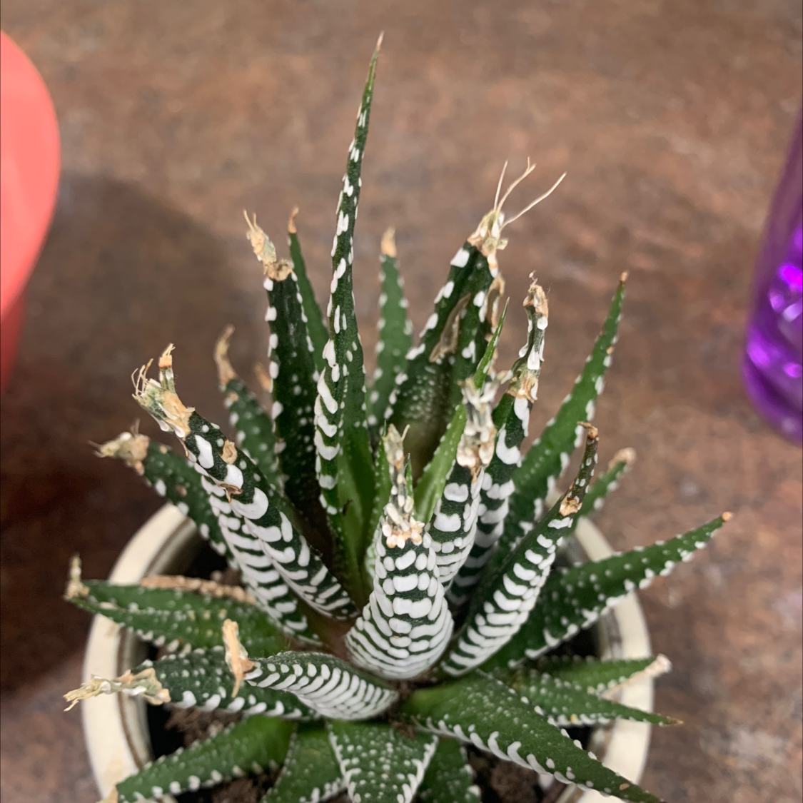 Photo of the plant species Zebra Plant by @Steph1776 named Pax on Greg, the plant care app