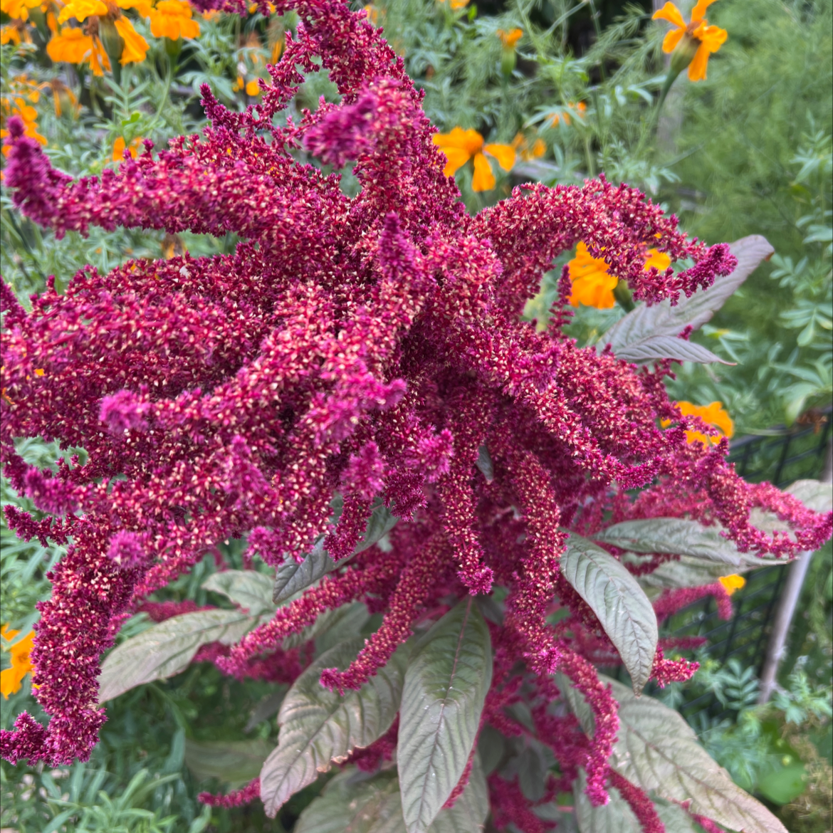 Mexican Grain Amaranth with vibrant red flowers and background flowers visible.