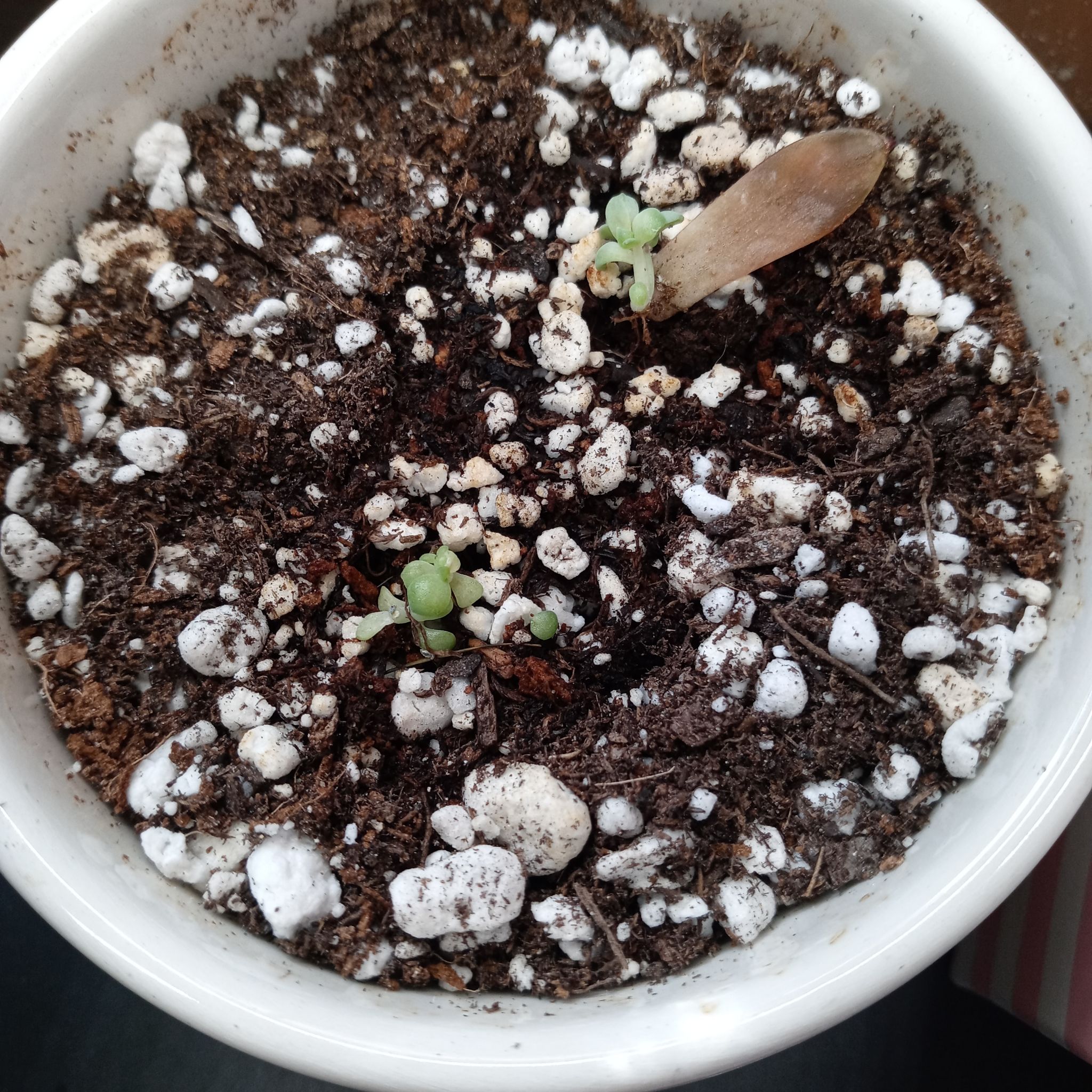 Small Aeonium 'Kiwi' plant in a pot with visible soil and perlite.