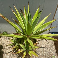 Agave Chiapensis plant