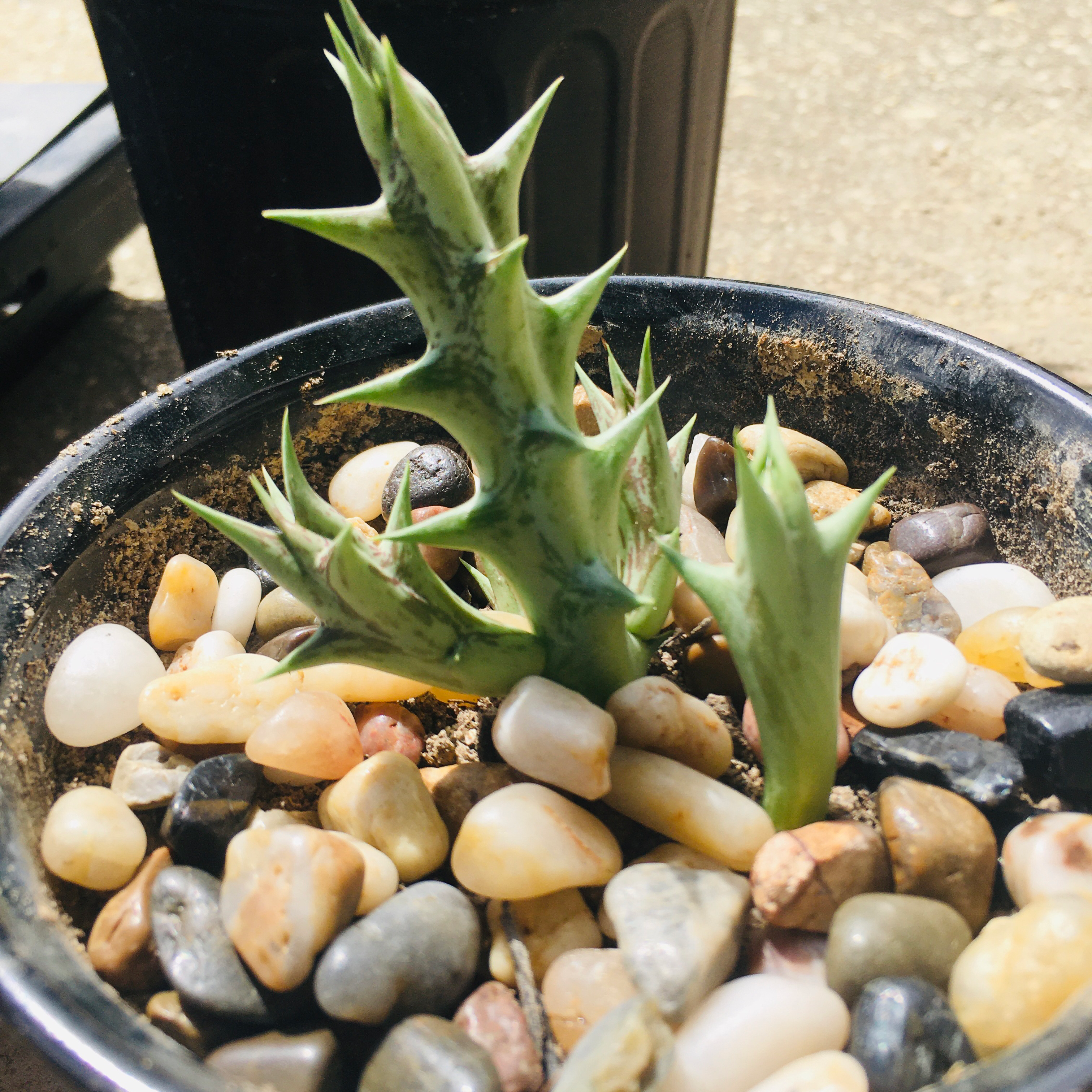 Potted Stapelia Planiflora Jacq. plant with decorative pebbles, healthy stems.