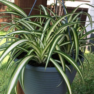 Spider Plant 'Variegatum’ plant in Denton, Texas