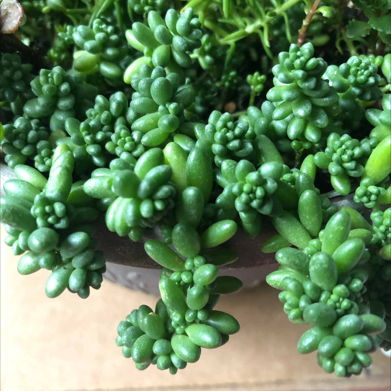 Close-up of a healthy White Stonecrop succulent with dense, fleshy green leaves.