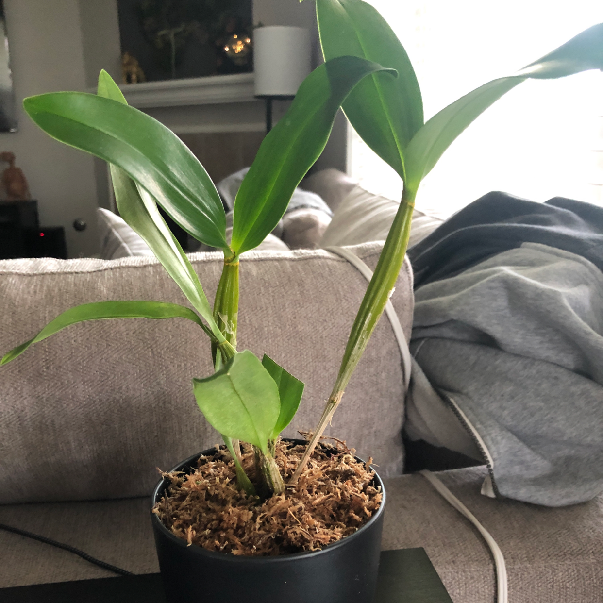 Potted Cattleya Orchid with green leaves, visible soil, and no flowers.