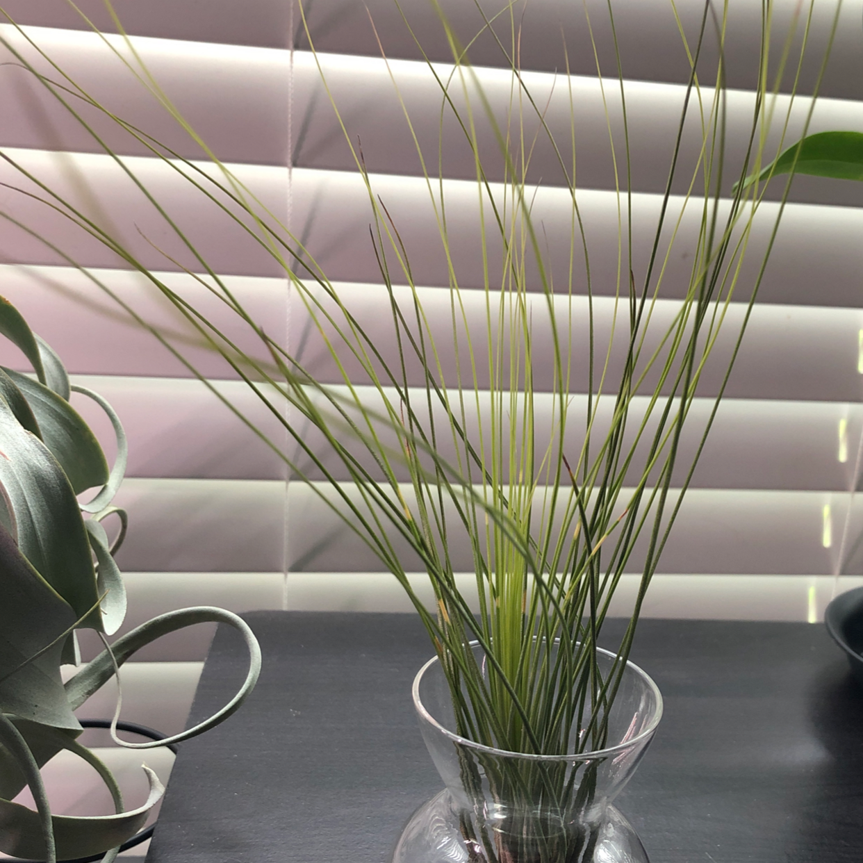 Tillandsia Juncea plant in a glass container with window blinds in the background.