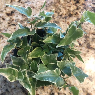 English Ivy plant in Denton, Texas