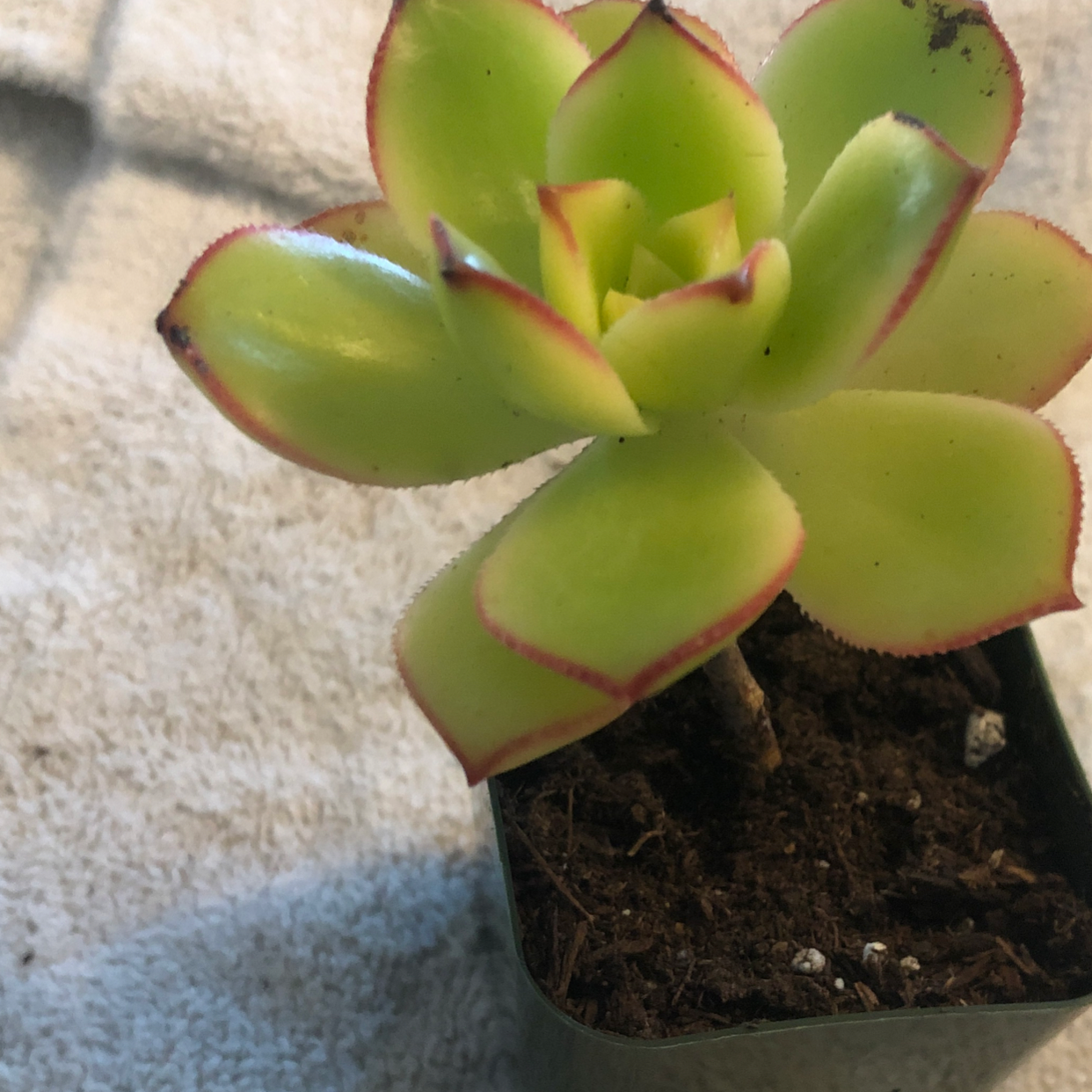 Aeonium 'Kiwi' succulent with green leaves and red edges in a pot with visible soil.