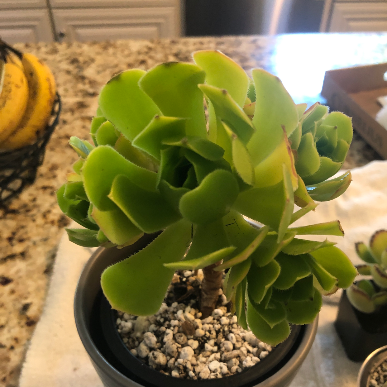 Photo of the plant species Saucer Plant by @ToastyToe named McKinley on Greg, the plant care app