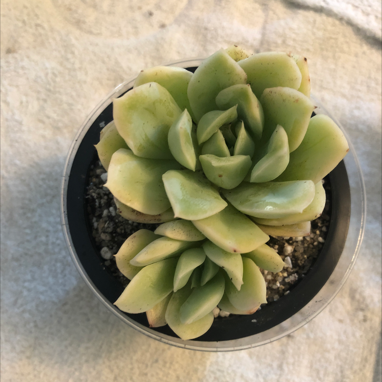 Photo of the plant species Echeveria secunda 'Clara' by @ToastyToe named Sage on Greg, the plant care app