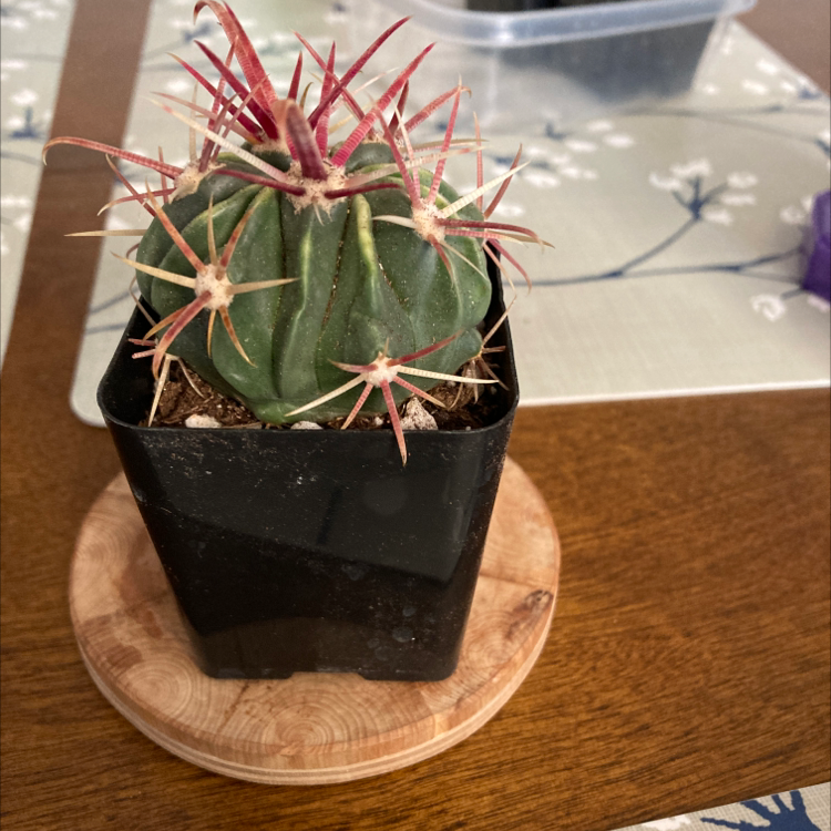 Devil's Tongue Barrel Cactus in a black pot on a wooden coaster, appears healthy.