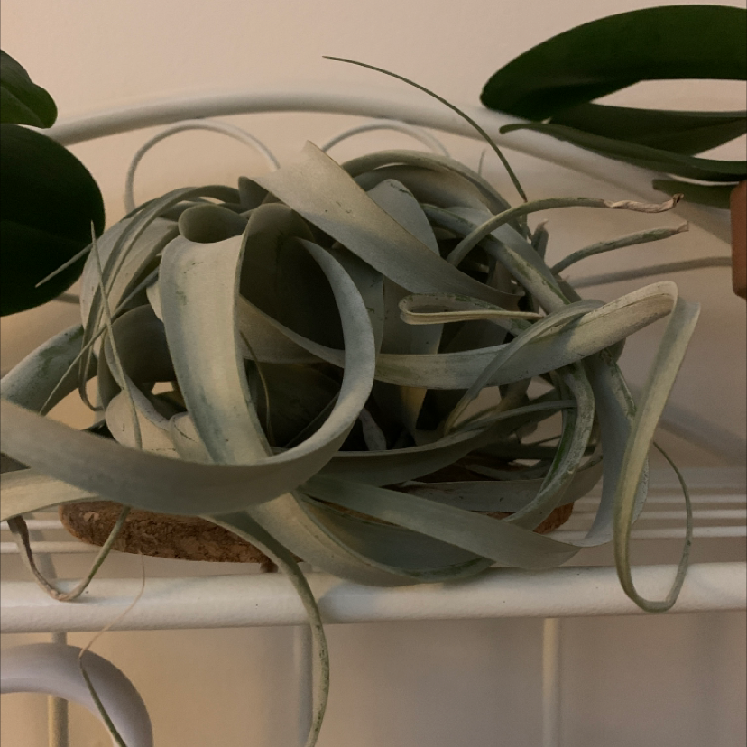 Tillandsia Xerographica plant photo by Jen named Air plant on Greg, the plant care app.