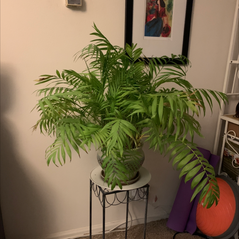 Parlour Palm plant photo by Jen named Palm on Greg, the plant care app.