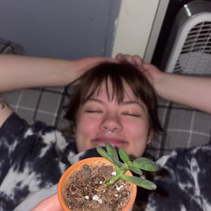 Lucky Plant plant photo by @kturpin23 named Mochi on Greg, the plant care app.